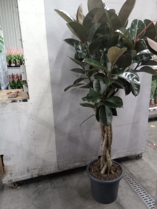 <h4>Ficus elastica 'Burgundy'</h4>