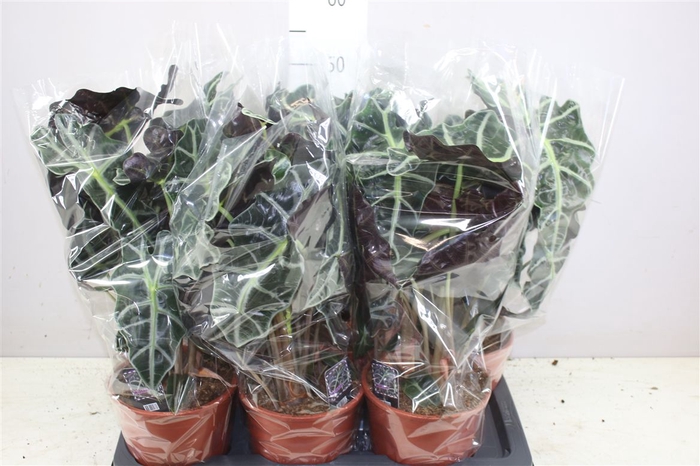 <h4>Alocasia Polly</h4>