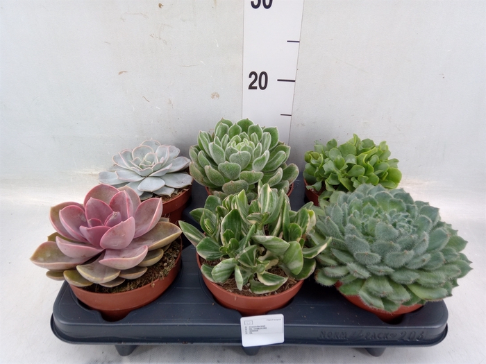 <h4>Succulents   ...</h4>