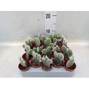 Opuntia microdasys 'Albispina'