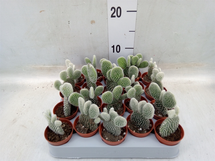 <h4>Opuntia microdasys 'Albispina'</h4>