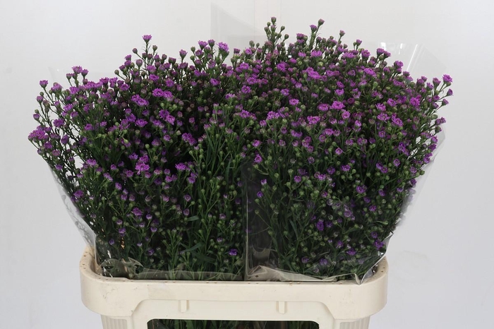<h4>Aster Baby Pink</h4>