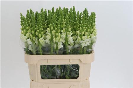 <h4>Antir Antibes White</h4>