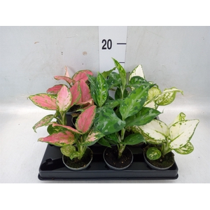 Aglaonema   ...