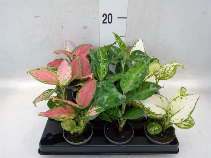 <h4>Aglaonema   ...</h4>