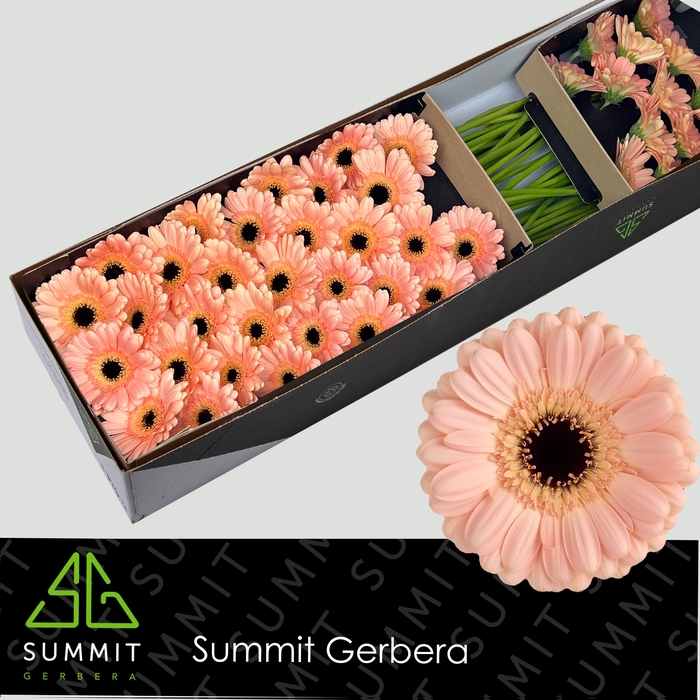 <h4>Germini Espresso Doos</h4>