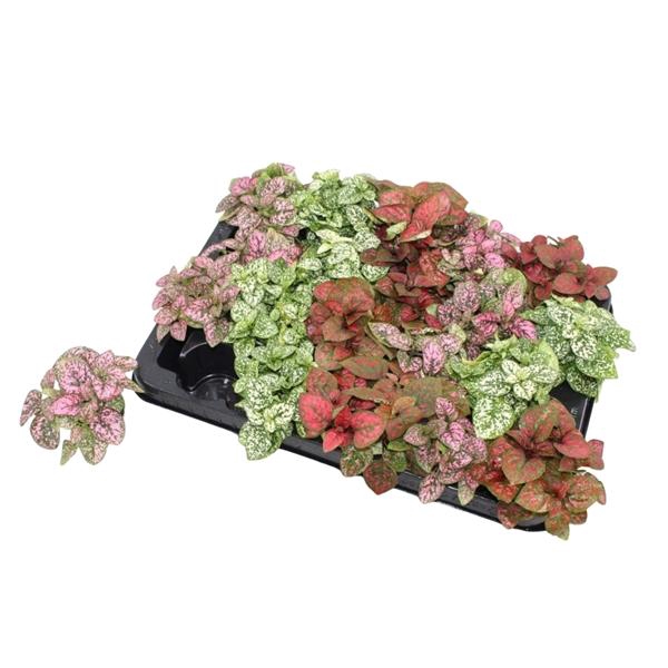 <h4>Hypoestes phyllostachya Confetti Compact  mélangé</h4>