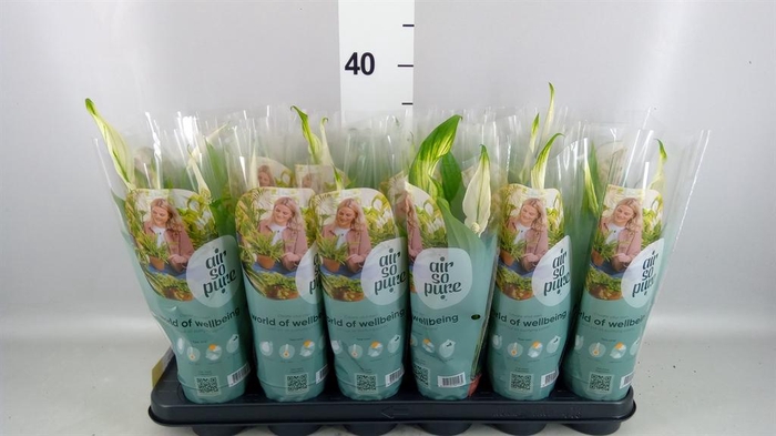 <h4>Spathiphyllum  'Pearl Cupido'</h4>