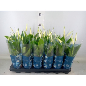 Spathiphyllum  'Chopin'