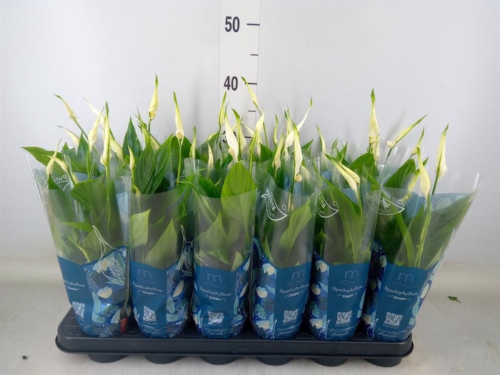 <h4>Spathiphyllum  'Chopin'</h4>