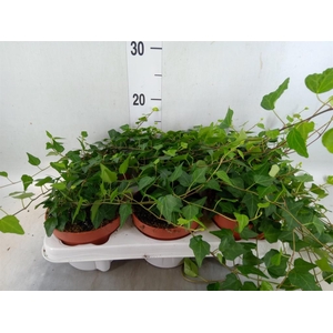 Hedera helix 'Lady Kay'