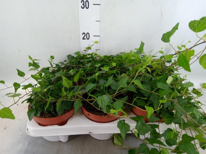 <h4>Hedera helix 'Lady Kay'</h4>