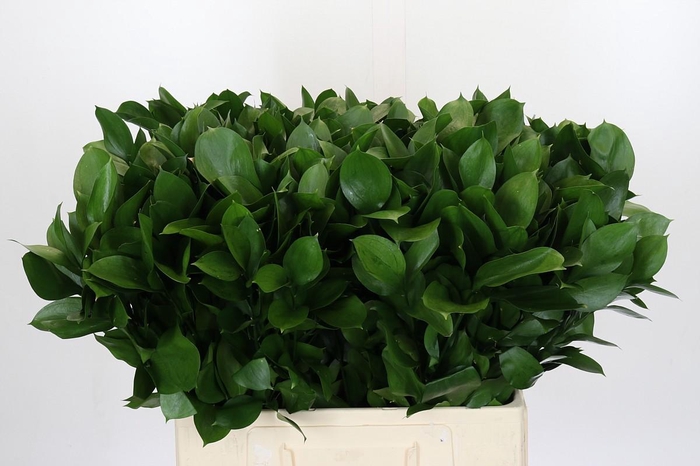 <h4>Ruscus Hypophyllum</h4>