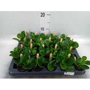 Peperomia obt. 'Green Gold'