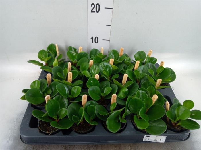 <h4>Peperomia obt. 'Green Gold'</h4>