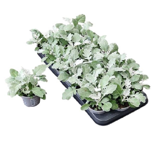 <h4>JACOBAEA MARITIMA</h4>
