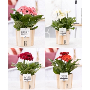 Gerbera gemengd 2+ in pot Purewood VI