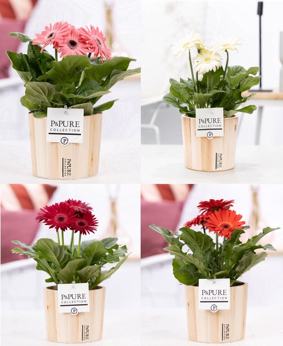 <h4>Gerbera gemengd 2+ in pot Purewood VI</h4>