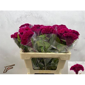 CEL C PURPLE DIAMOND