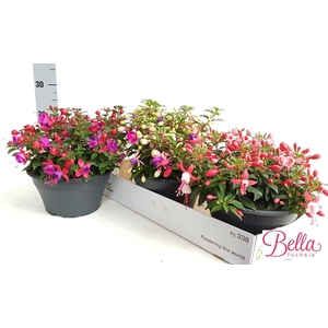 FUCHSIA B F MIXK
