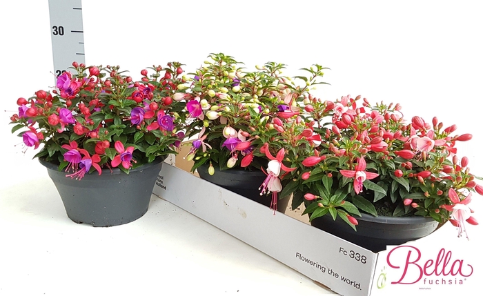 <h4>FUCHSIA B F MIXK</h4>