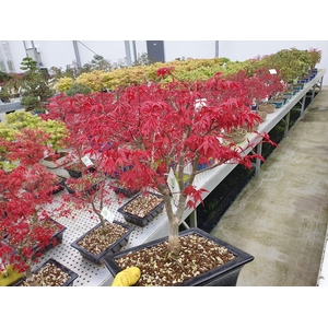 Acer palmatum deshojo, pot 23cm.