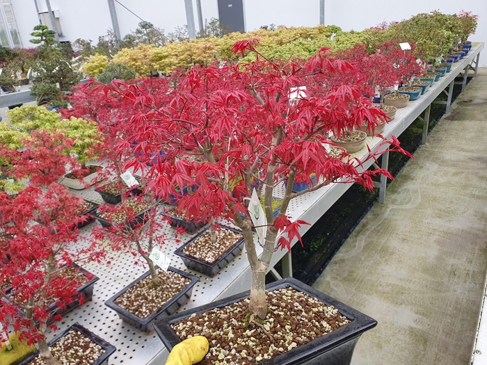 <h4>Acer palmatum deshojo, pot 23cm.</h4>