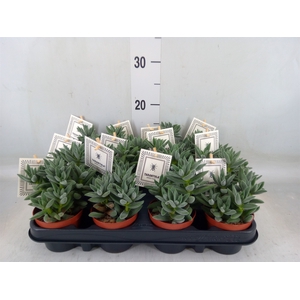 Crassula  'Tarantula'