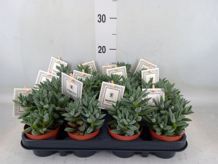 <h4>Crassula  'Tarantula'</h4>