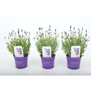 Lavandula ang. 'Ardèche Blue' 13 cm