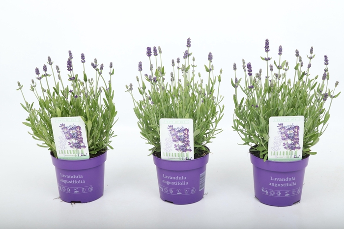 <h4>Lavandula ang. 'Ardèche Blue' 13 cm</h4>