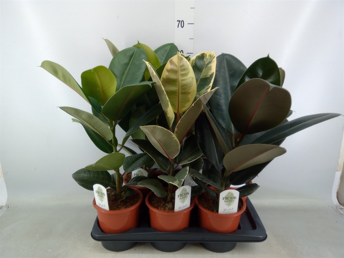 <h4>Ficus elastica   ...mix 3</h4>