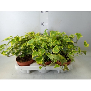 Hedera helix   ...mix varie yello