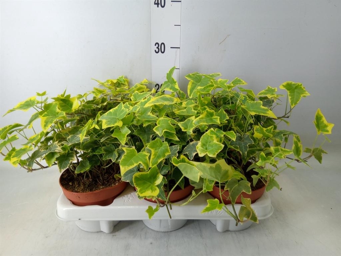 <h4>Hedera helix   ...mix varie yello</h4>