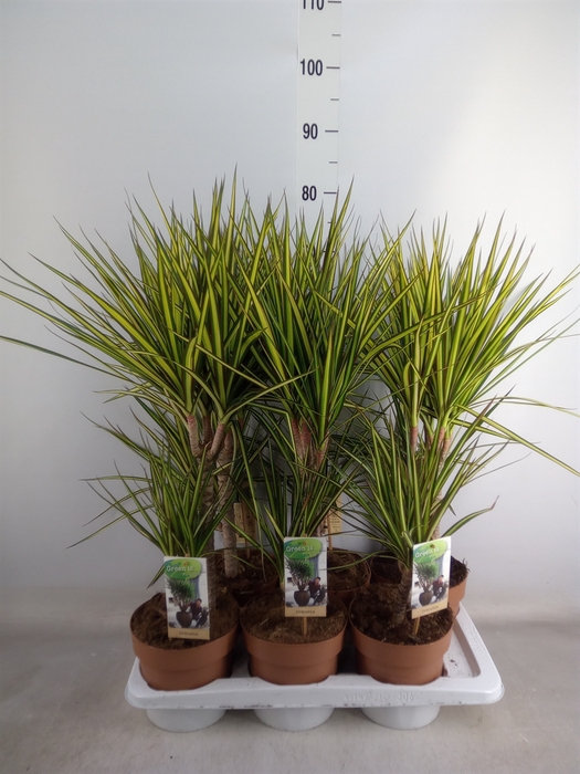 <h4>Dracaena marg. 'Sunray'</h4>