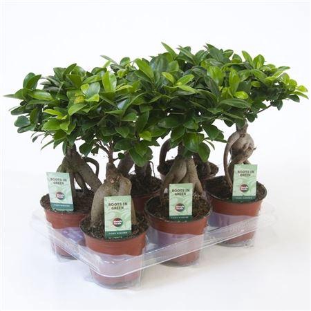 <h4>Ficus Mi Ginseng</h4>