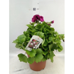 Pelargonium gran.   ..