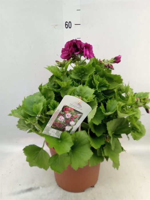 <h4>Pelargonium gran.   ..</h4>