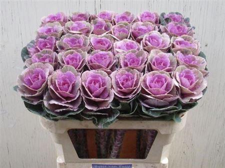 <h4>Brass Emp Olga Pink</h4>