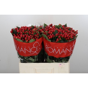 Hypericum True Romance