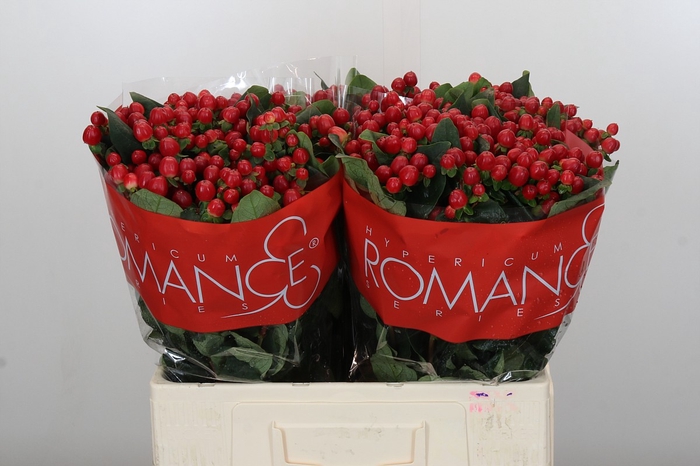 Hypericum True Romance