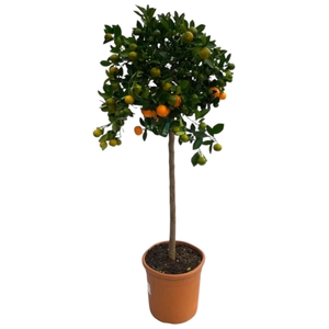CITR MICROCARPA
