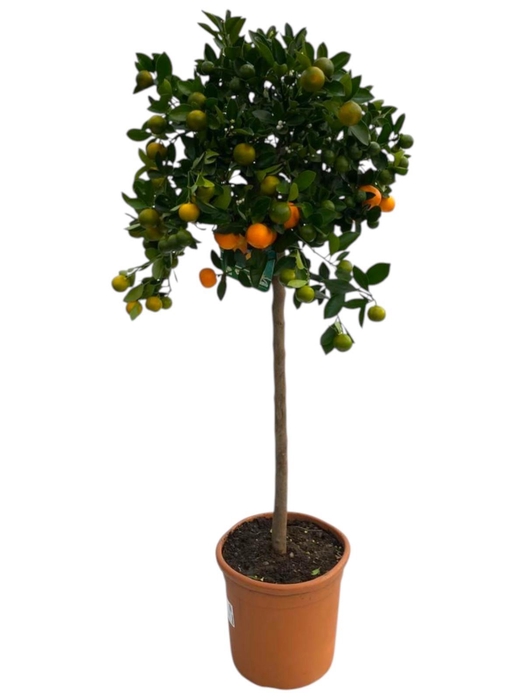 <h4>CITR MICROCARPA</h4>