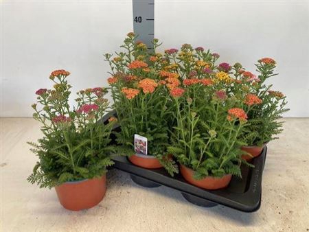 <h4>Achillea Millefolium</h4>