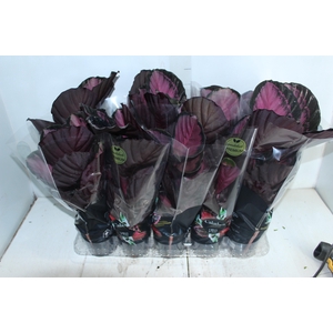 CALATHEA ROSEA PICTA CRIMSON P12