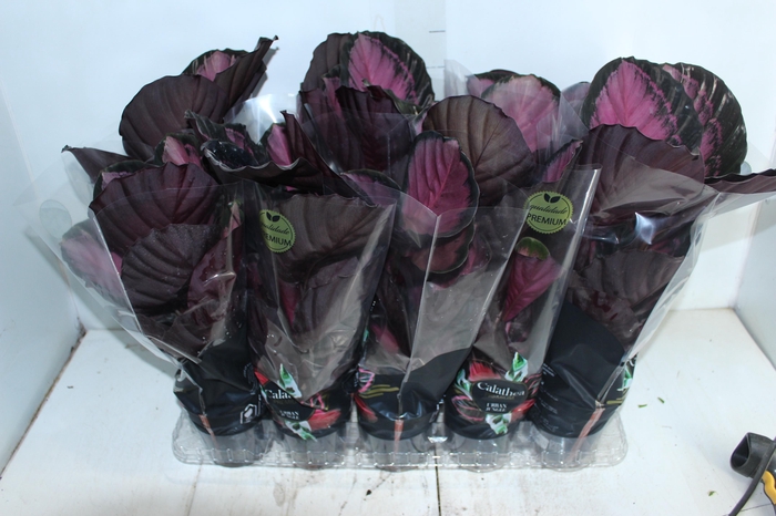 <h4>CALATHEA ROSEA PICTA CRIMSON P12</h4>