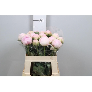 Paeo Pillow Talk L-rose