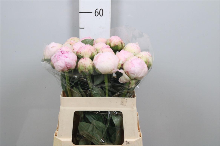 <h4>Paeo Pillow Talk</h4>