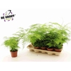 Aspar Setaceus