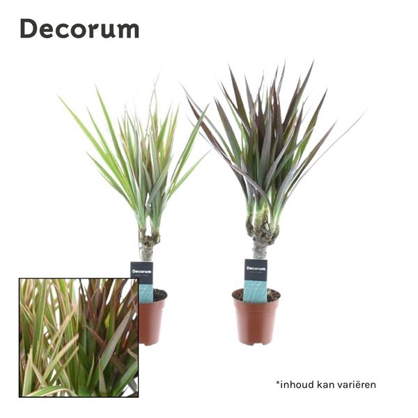 <h4>Dracaena Tiny Tummy Mix</h4>